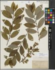 Foto von Salix laurentiana f. glaucophylla (Bebb) B. Boivin x Salix myrsinifolia Salisb.
